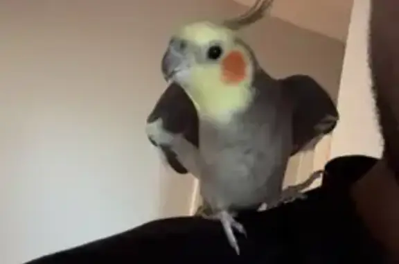 Lost pets Windsor, photo: Lost bird Male, Windsor (al496399)