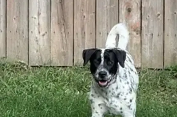 Lost pets Mattydale, photo: Lost dog, female, McKenney Avenue, 113, Mattydale - wearing a pink Minnie Mouse collar