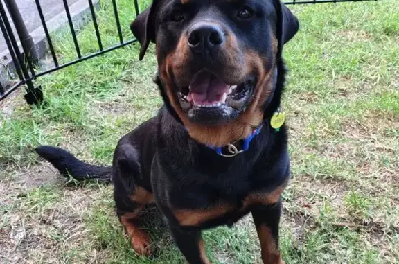 Lost pets Dandenong, photo: Lost dog, State Route 9, 1, Greater Dandenong, Dandenong - male Rottweiler, blue collar with ID tags