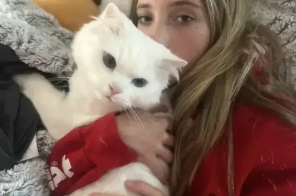 Lost pets Dayton, photo: Lost cat, Hathaway Road, 1668, Oakwood, Dayton - male, white ragdoll, blue eyes
