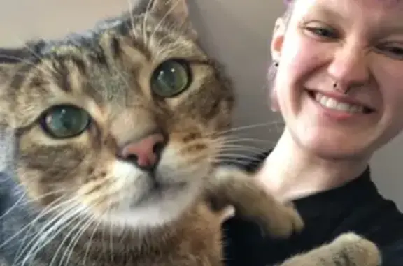 Missing cat Ferny Creek, photo: Lost cat, Burwood Highway, 716, Knox City, Ferny Creek — male, very slender, food-focused