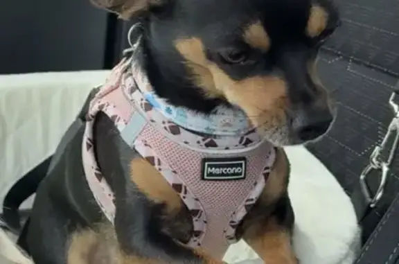 Lost dog, female, Claysville, Missouri - pink harness - photo