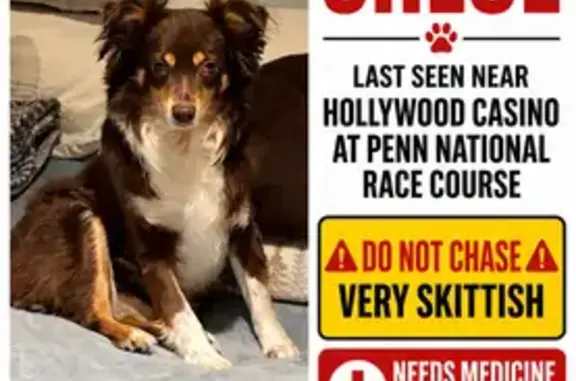 Lost dog, Hollywood Boulevard, East Hanover Township, Fort Indiantown Gap - female, brown with white chest - photo