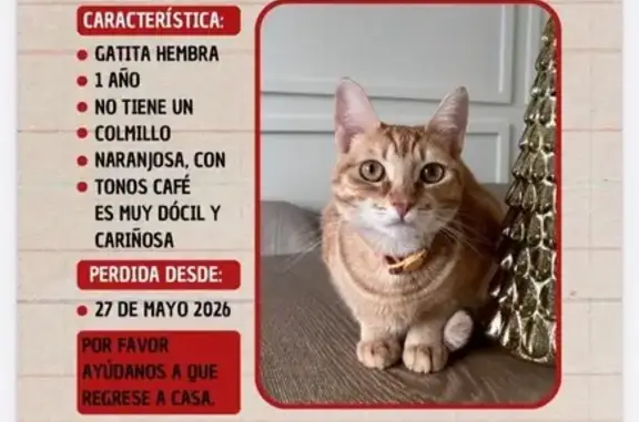 Perdido gato hembra, Mexicali - photo