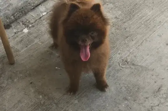 Perro perdido macho, Calle Gilberto Flores Muñóz, Tepic - pomerania café tipo cara de oso - photo