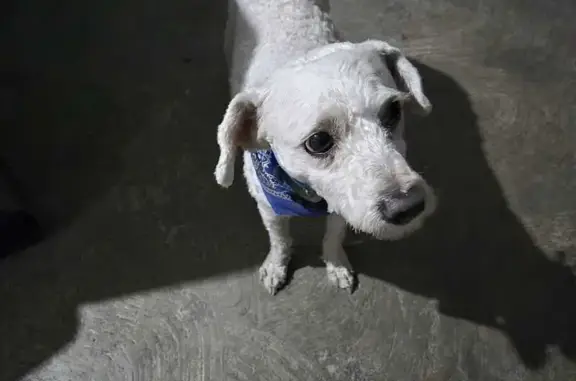 Perro encontrado Mexico City, foto: Encontrado perro masculino, Avenida Vicente Villada, Ciudad Nezahualcóyotl, Mexico City — perrito blanco