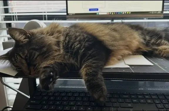 Missing cat Lysterfield, photo: Lost cat, Leon Court, 6, Knox City, Lysterfield - male, black collar with bell