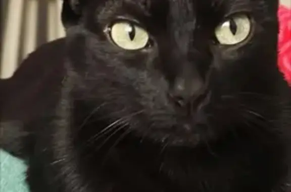 Perdido gato hembra, Calle Huesca, 13, Sevilla - negra con calvitas en las patitas - photo