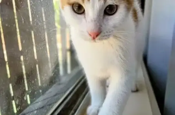 Lost pets Adelaide, photo: Lost cat, Campbelltown, South Australia, Adelaide - male kitten, under 1 year old