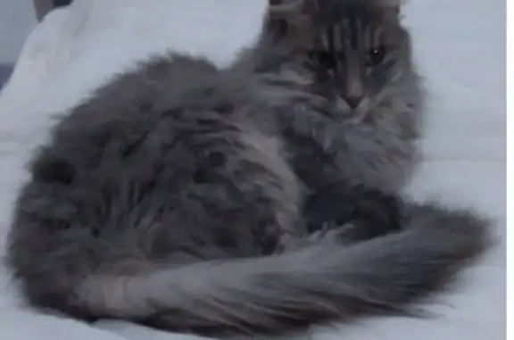 Animaux perdus Paris, photo: Chat perdu femelle, Place de la Mairie, Brunoy, Paris - gris/bleu, poils longs