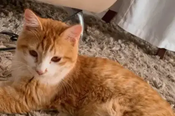 Gato desaparecido Fêmea (brl002868) - photo