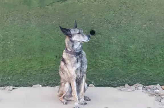 Es un Perro mestizio y marron con manchas. Es muy miedoso. Y se asusta cuando hay un estruendo. Tiene 11 anos y lleva un microchip espagnol. Le encantan los perros. Es muy timido pero no agresivo.