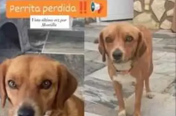 Perro perdido, hembra, Avenida Carlos Pacheco Perujo, 2, San Roque - sin collar y asustada - photo
