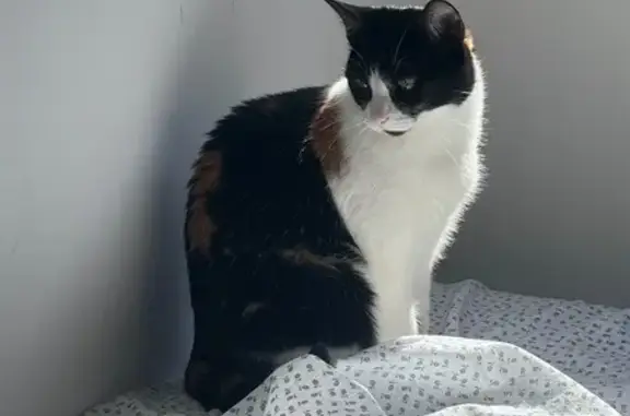 Perdido gato hembra, Carrer d'Antonio Vico, 104, Sabadell - delgada, de pelo blanco, negro y marrón - photo