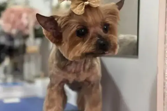 Perdido perro en Carrer de Alfred Sisley, Cambrils — Yorkshire Terrier hembra de 14 años - photo