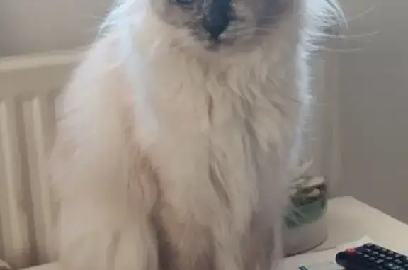 Lost cat, Wednesbury WS10 0NA, UK, Walsall — female Ragdoll, white and grey (blue tortie), blue eyes - photo