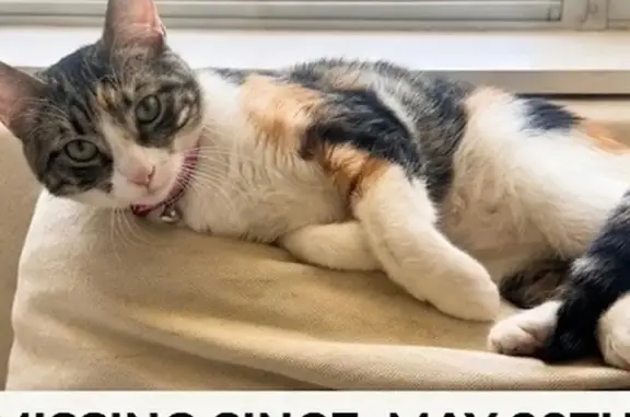 Missing cat Houston, photo: Lost cat, Spellman Road, 5643, Houston - female calico with orange and black patches
