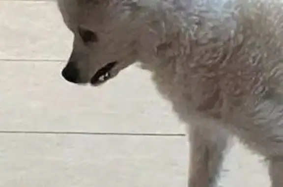 Lost dog, Naranja Drive, 78899, Palm Desert - male Chihuahua/Poodle mix - photo
