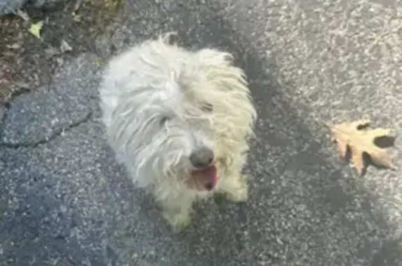 Lost dog, Spruce Avenue, 165, Rochester - female - photo