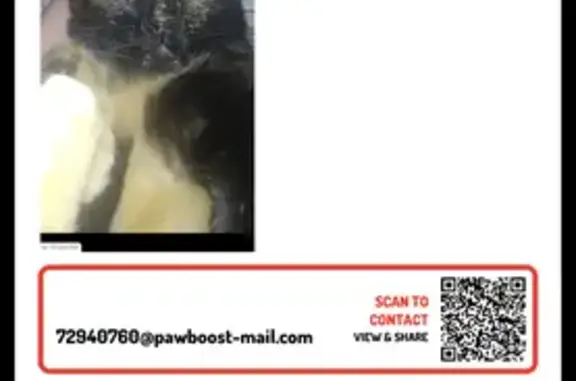 Lost cat, Roseville, Michigan, Westland - female tortoiseshell with mustard-colored eyes - photo