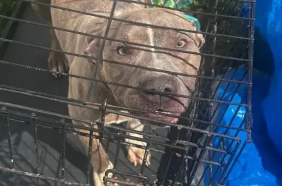 Found dog Manhattan, photo: Found dog, Tysen St & Richmond Ter, Staten Island, NY 10301, USA, Manhattan - male, brown and white, green eyes