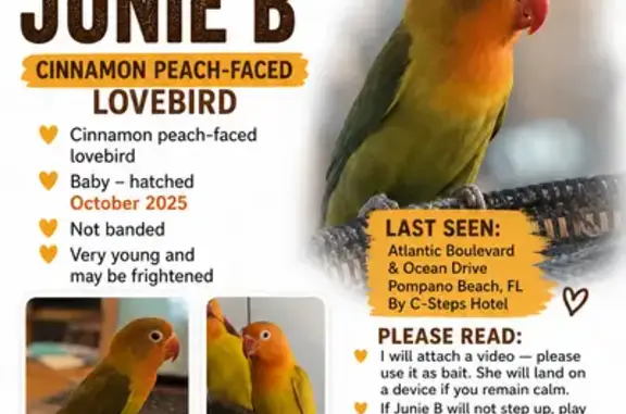 Lost bird, South Ocean Boulevard, 717, Pompano Beach, Miami - juvenile with changing cinnamon cap - photo
