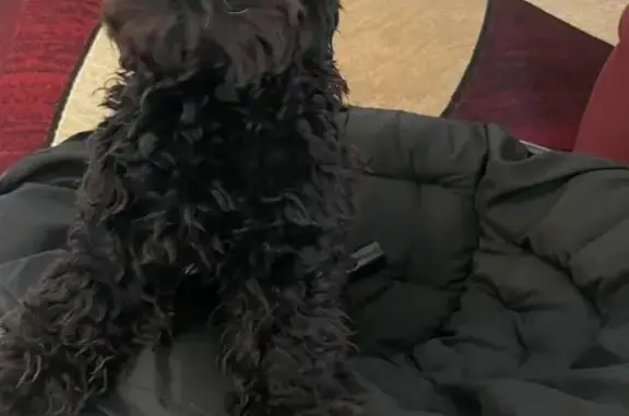 Missing dog Merced, photo: Lost dog, East el Verano Court, 107, Merced - male, all black, no collar