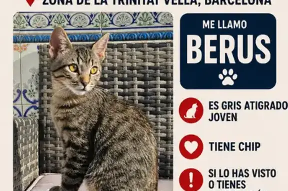 Gatos perdidos, la Prosperitat, foto: Perdido gato macho, Carrer del Turó de la Trinitat, 86, Sagrada Familia - gris atigrado con chip
