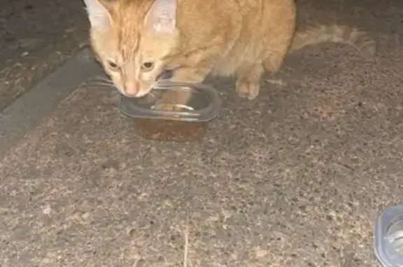 Animaux trouvés Fonsorbes, photo: Chat trouvé mâle, Route de Fontenilles, Fonsorbes - habitué à l’homme