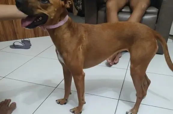 Cachorro perdido Fêmea (brl002870) - photo