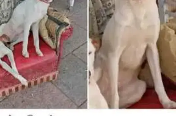 Perro perdido macho, Calle Gregorio Marañón, Alhendín, Granada — pequeño podenco blanco de un año - photo