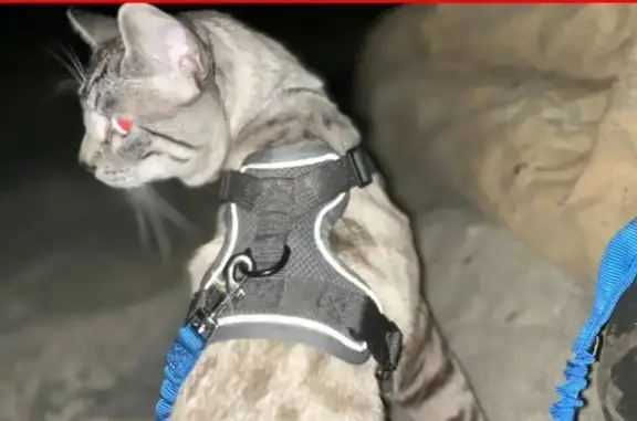 Lost pets Los Angeles, photo: Lost cat, male, 4th Avenue, 602, Los Angeles
