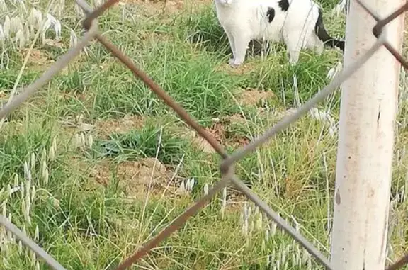 Búsqueda de mascotas, foto: Encontrado gato, Calle San Miguel, Azuqueca de Henares