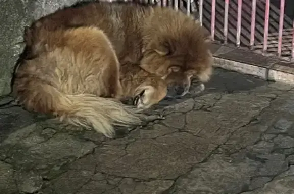 Cachorro encontrado (brf002872...