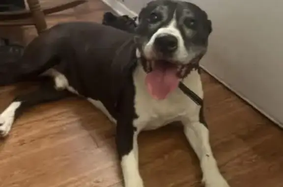 Found dog Pensacola, photo: Found dog, West Romana Street, 1675, Pensacola - older pit bull with black and white markings