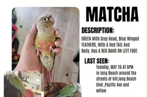 Lost pets Long Beach, photo: Lost bird, female, Locust Avenue, 2330, Long Beach - band on left foot