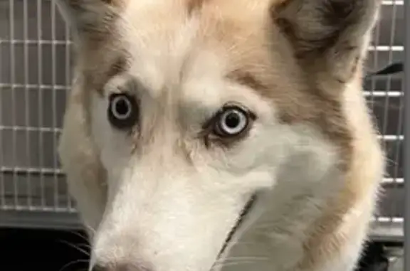 Lost dog, Tyler Run Drive, 702, Wake Forest - female, long hair - photo