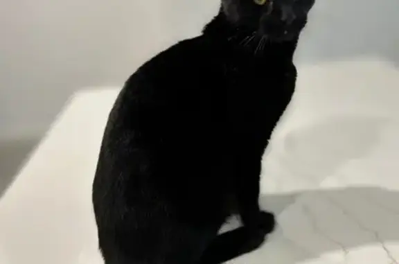Found cat Para Hills, photo: Found cat, Condon Drive, 19, Port Adelaide Enfield, Para Hills - female, pure black, no collar