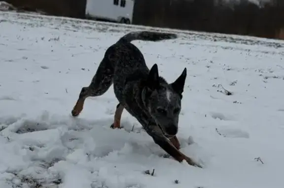 Lost dog, West County Road 400 North, 1245, Milton - male, pointy ears - photo