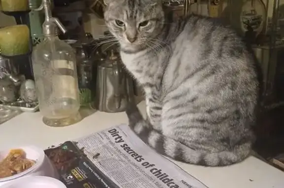 Lost cat, Kiltie Avenue, 20, Port Adelaide Enfield, Para Hills - small grey tabby, desexed female - photo
