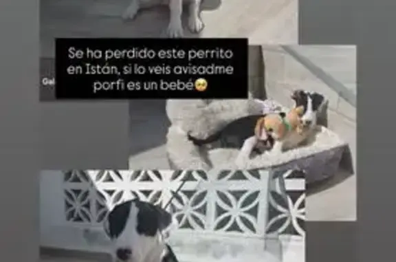 Perro perdido macho, Marbella, Andalucía - muy noble y cariñoso - photo