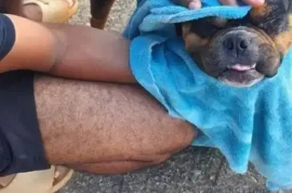 Cachorro perdido Fêmea (brl002873) - photo