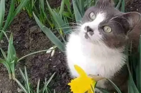 Зникла кішка, Зелений провулок, 15, Черкаси — сіро-біла, з трьома сірими плямами біля носа - photo