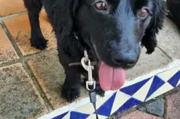 Perro perdido macho, Sauce, 30, Chiautla, Texcoco de Mora - pequeño, pelito ondulado - photo