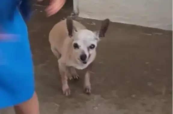 Perro perdido, hembra, Calle Ejido, 113, Zapopan — color beige, 14 años - photo
