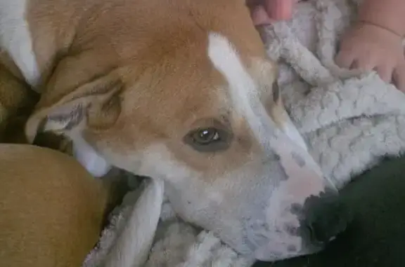 Lost pets Adelaide, photo: Lost dog, Onkaparinga, South Australia, Adelaide - female, white and tan, last seen near Columba Street, Morphett Vale