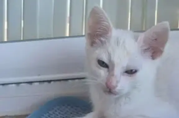 Encontrado gato en Carrer de l...