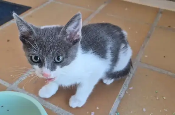 Encontrado gato blanco y gris,...