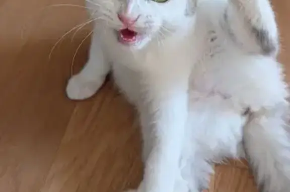 Missing cat Yishun, photo: Lost cat female, Canberra Drive, 378c, Yishun - white with some greys