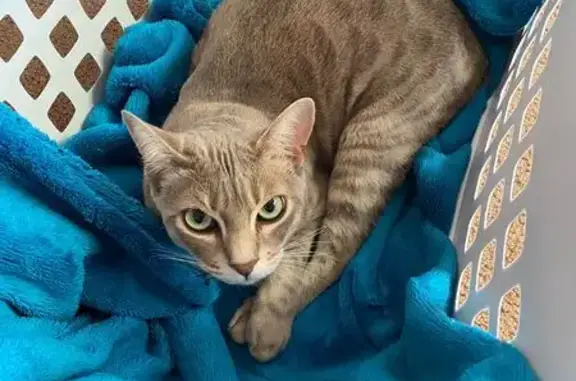Lost cat, Stephenson Street, 7, Greater Geelong, Lara - female grey/white Australian Mist - photo